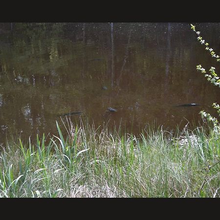 Cabane Limousine Au Bord D'Un Etang ボナック・ラ・コート エクステリア 写真