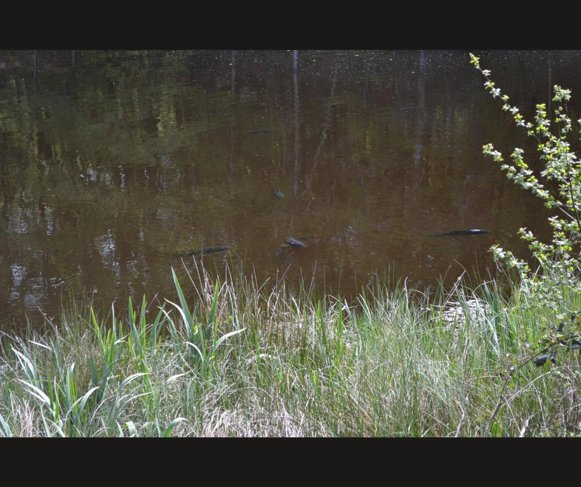 Cabane Limousine Au Bord D'Un Etang ボナック・ラ・コート エクステリア 写真